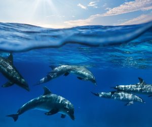 dauphins